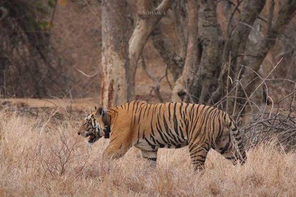 पन्ना टाइगर रिजर्व में बाघ का झपट्टा, डॉग्स की जान तो बची, गार्ड्स की नौकरी पर खतरा