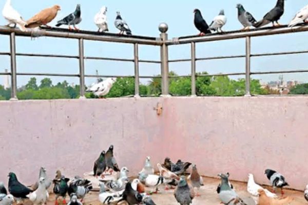पड़ोसी से खुन्नस पक्षियों पर निकाली, छत पर पिंजरे में बंद 28 कबूतरों को मार डाला
