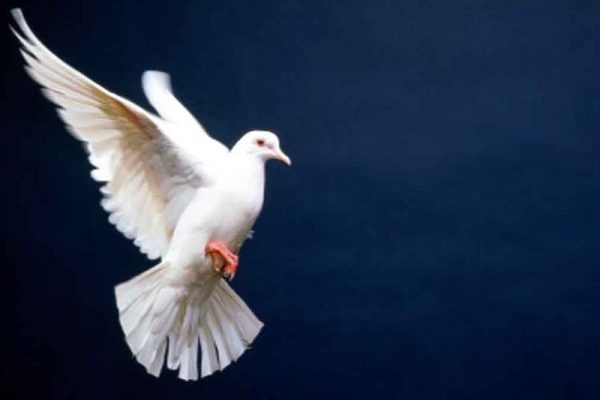 मेरठ में अनोखी चोरी, लाखों के 400 कबूतर चुरा ले गए चोर, खोजबीन में जुटी पुलिस