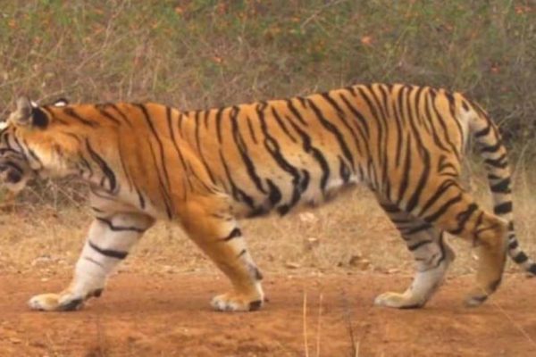 सिंगरौली में बाघिन का मिला शव, संजय टाइगर भी पहुंची मौके पर