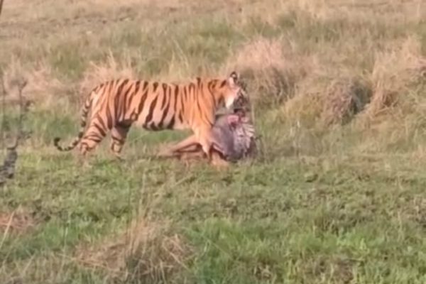 संजय टाइगर रिजर्व में बाघिन T28 का रोमांचक शिकार दृश्य वायरल, बच्चों के लिए सांभर का शिकार कर जंगल में ले गई शेरनी