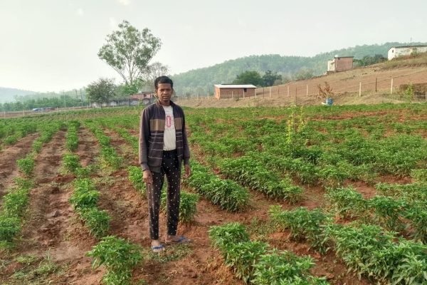 जशपुर: मिर्च की फसल से किसान प्रसन्न एक्का सालाना कमा रहे ₹1 लाख, खेती में तकनीक और योजना से हो रहा समृद्धि का मार्ग प्रशस्त