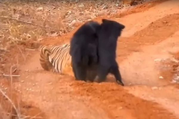 छत्तीसगढ़: भालू ने अपने बच्चे को बाघ से बचाने के लिए लगा दी जान की बाजी, Video Viral