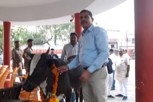 कोतवाल की विदाई में आई ‘अतिथि गाय’, लोगों ने कहा — ऐसा दृश्य पहले कभी नहीं देखा