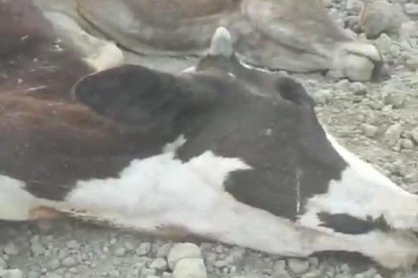 Uttar Pradesh: जैतपुर गौशाला में दिल दहला देने वाली बदहाली: भूख और लापरवाही से मर रही गायें, शव नहर में बहाए जा रहे…
