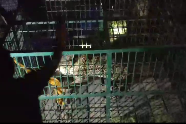 सुजौली थाना क्षेत्र के मुख्य मार्ग के किनारे पुलिया के नीचे छिपा तेंदुआ हुआ पिंजरे में कैद,देखिए वीडियो