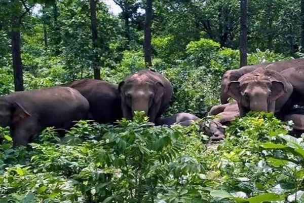 हाथी के हमले से महिला की मौत, एक ग्रामीण गंभीर रूप से घायल..
