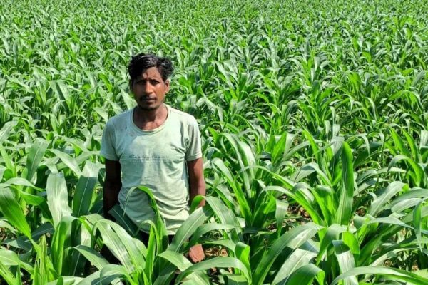 जशपुर: गर्मी के मौसम में धान की खेती करने वाले किसान मालती ने मक्का की खेती कर कमाया डबल मुनाफा