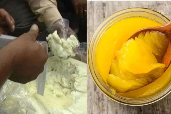 ग्वालियर से भोपाल-इंदौर तक जांची जाएगी घी की शुद्धता, FSSAI ने दिए कड़े निर्देश