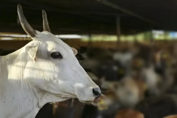 रीवा में ऑटो रिक्शा से बांधकर गाय को 2 किमी तक घसीटा, बाइक सवारों ने पीछा कर छुड़ाया