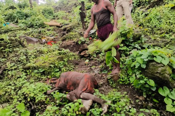 भगवानपुर गांव में पसरा मातम: हाथी के हमले से बुजुर्ग की मौत, वन विभाग पर उठे सवाल!