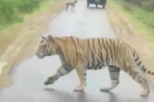 Madhya Pradesh: बारिश में पन्ना टाइगर रिजर्व से निकला बाघ, सड़क पार करता दिखा… राहगीरों ने मोबाइल में कैद किया दृश्य