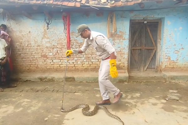 Madhya Pradesh: सीधी जिले में एक मकान में मिला अजगर, कड़ी मेहनत के बाद वन विभाग ने पकड़ा