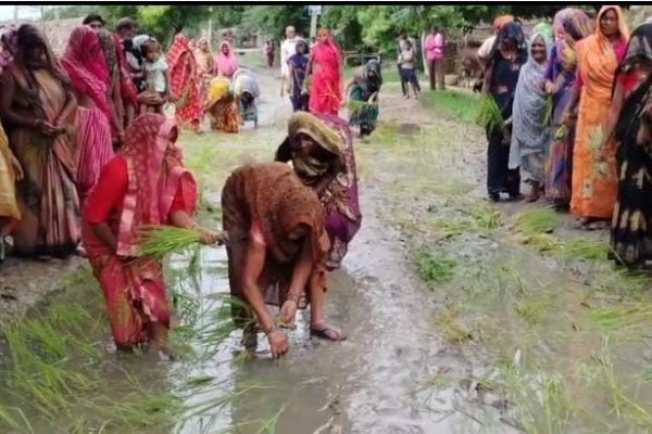 सड़क नहीं तो धान ही सही! बदहाल सड़क पर भर गया पानी तो ग्रामीणों ने धान रोपकर जताया विरोध, शिकायतों की अनदेखी का भी आरोप