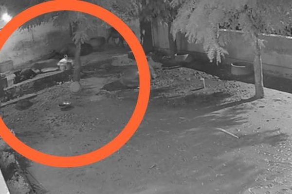 दौसा: ग्रामीण इलाकों में पैंथर का आतंक, घर में घुसकर उठाया पालतू कुत्ता…CCTV में कैद हुई घटना