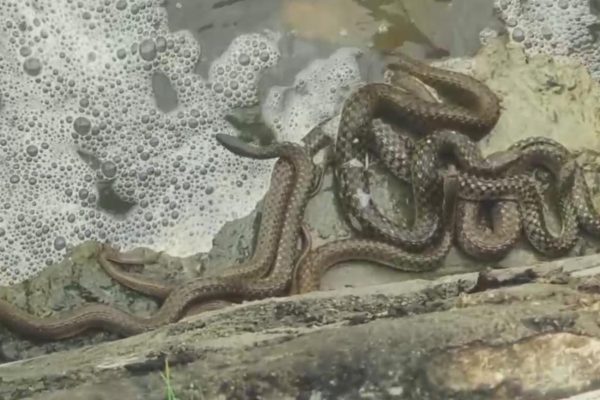 ब्यावर: बाबा रामदेव मंदिर के पास बहती नदी में दिखा सांपों का झुंड, श्रद्धालुओं और राहगीरों में दहशत