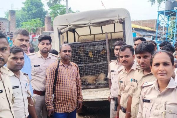 औरंगाबाद में बंदर का आतंक; तीन दिनों में 25 लोगों को बनाया अपना शिकार, टीम ने किया रेस्क्यू