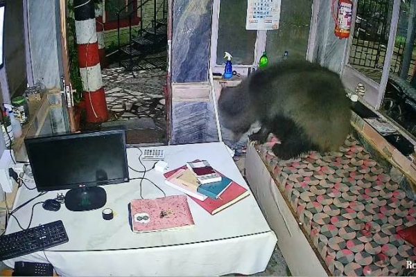 माउंट आबू के होटल के रिसेप्शन में घुसा भालू, ढूंढता रहा खाना…CCTV में कैद हुई घटना