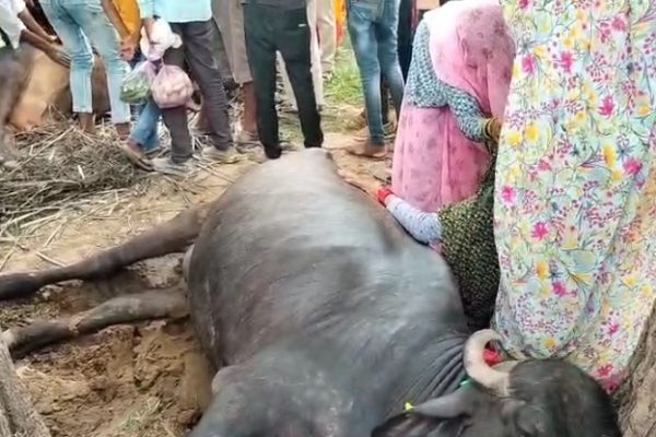 भरतपुर: करंट की चपेट में आने से भैंस की मौत, गाय गंभीर रूप से झुलसी…ग्रामीणों ने विद्युत विभाग पर लगाया लापरवाही का आरोप