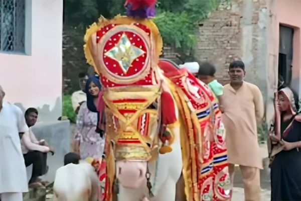 घोड़ी के कुआं पूजन का अजब नजारा, मनाया शादी जैसा जश्न, DJ पर जमकर हुआ डांस