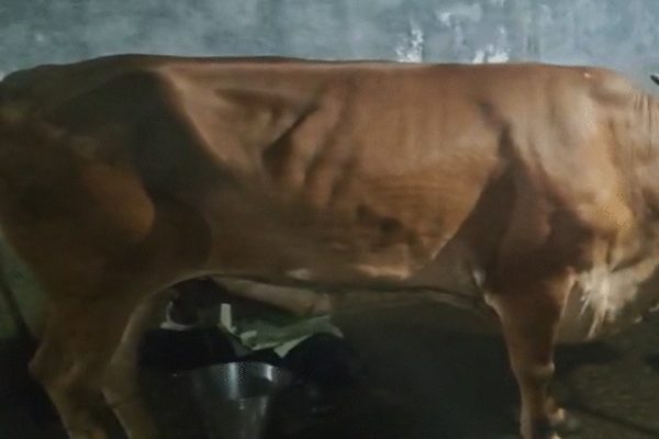 बिना बछड़ा दिए 5 लीटर दूध दे रही गाय, लोग मान रहे चमत्कार