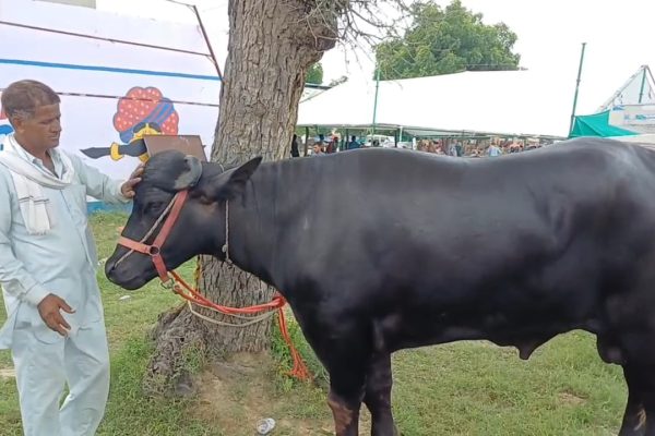 राजस्थान: डीडवाना पशु मेले में छाया मुर्रा नस्ल का भैंसा “बलवीर”, एक करोड़ की बोली भी ठुकराई