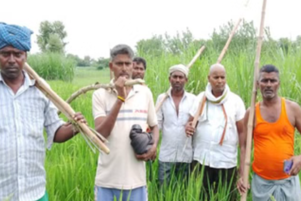 उत्तर प्रदेश: दूध पीते बच्चे को मां की गोद से खींच ले गया भेड़िया, जंगल खंगाल रही टीमें…देखिए वीडियो