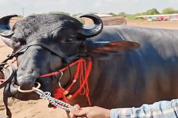 सीकर: राज्य स्तरीय पशु मेले में ‘सिंघम’ भैंसा बना आकर्षण का केंद्र, दूर-दराज से उमड़े पशुपालक