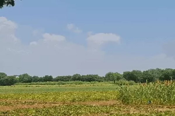 जोधपुर: कीटनाशक छिड़कते समय मुंह में गया जहर, इलाज के दौरान किसान की मौत